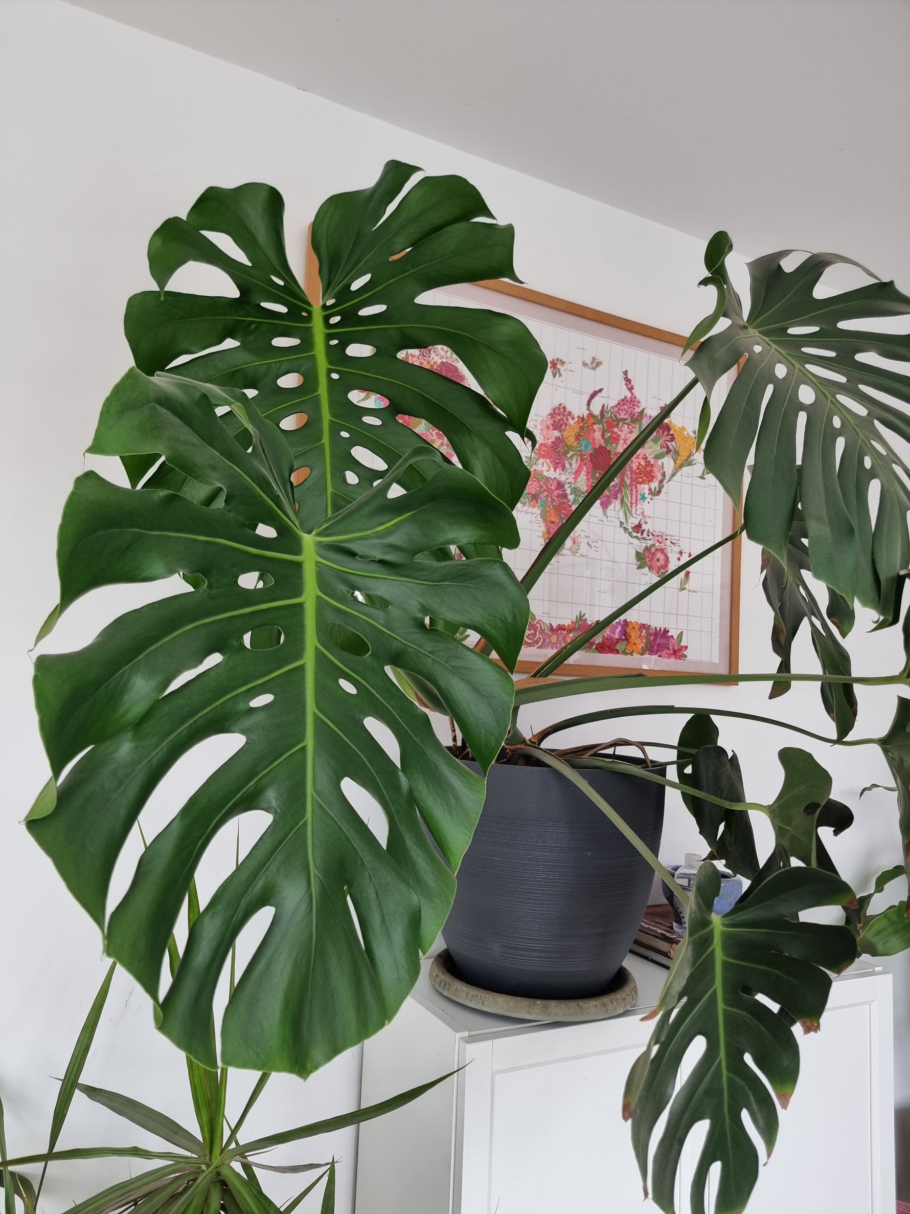 🍃 La Majestuosidad de la Selva en Casa: Guía de Cuidados para tu Monstera Deliciosa