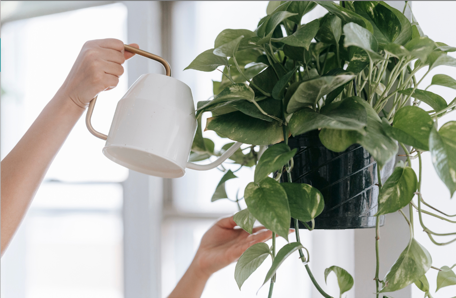 🌱 ¡Recién Llegada a Casa! Cuidados de los Primeros Días para todas las Plantas
