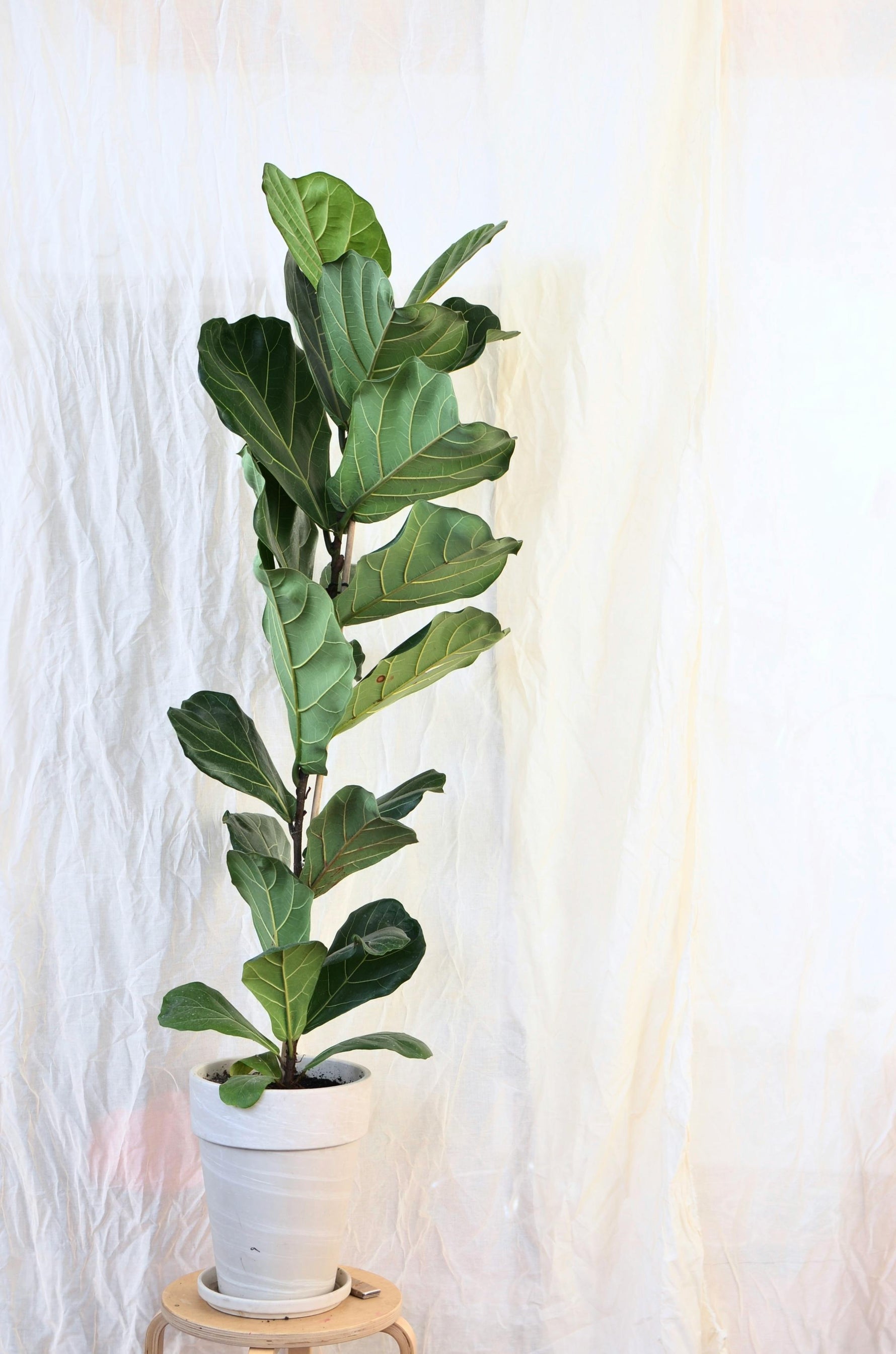 🍃 ¡Llegó la Estrella! Cuidados Iniciales para tu Ficus Lyrata