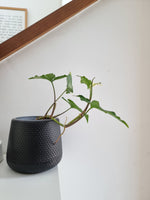 Macetero Redondo Colores