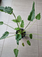 🌿 Philodendro Xanadu