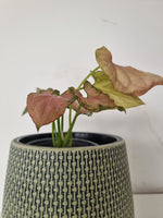 🌿 Singonio Pink Perfection