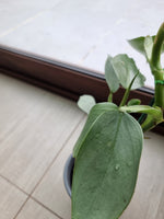 🌿 Philodendron Silver Sword