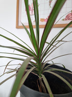 🌿 Dracena Marginada