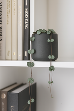 🌿 Ceropegia woodii