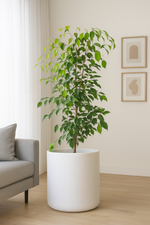 🌿 Ficus benjamina