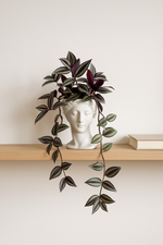 🌿 Tradescantia zebrina