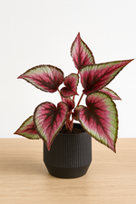 🌿 Begonia Rex