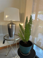 🌿 Helecho Cola de Zorro (Asparagus densiflorus 'Meyeri')