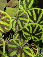 🌿 Begonia Solimutata (Cuerito de rana)