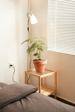 🌿 Helecho plumoso