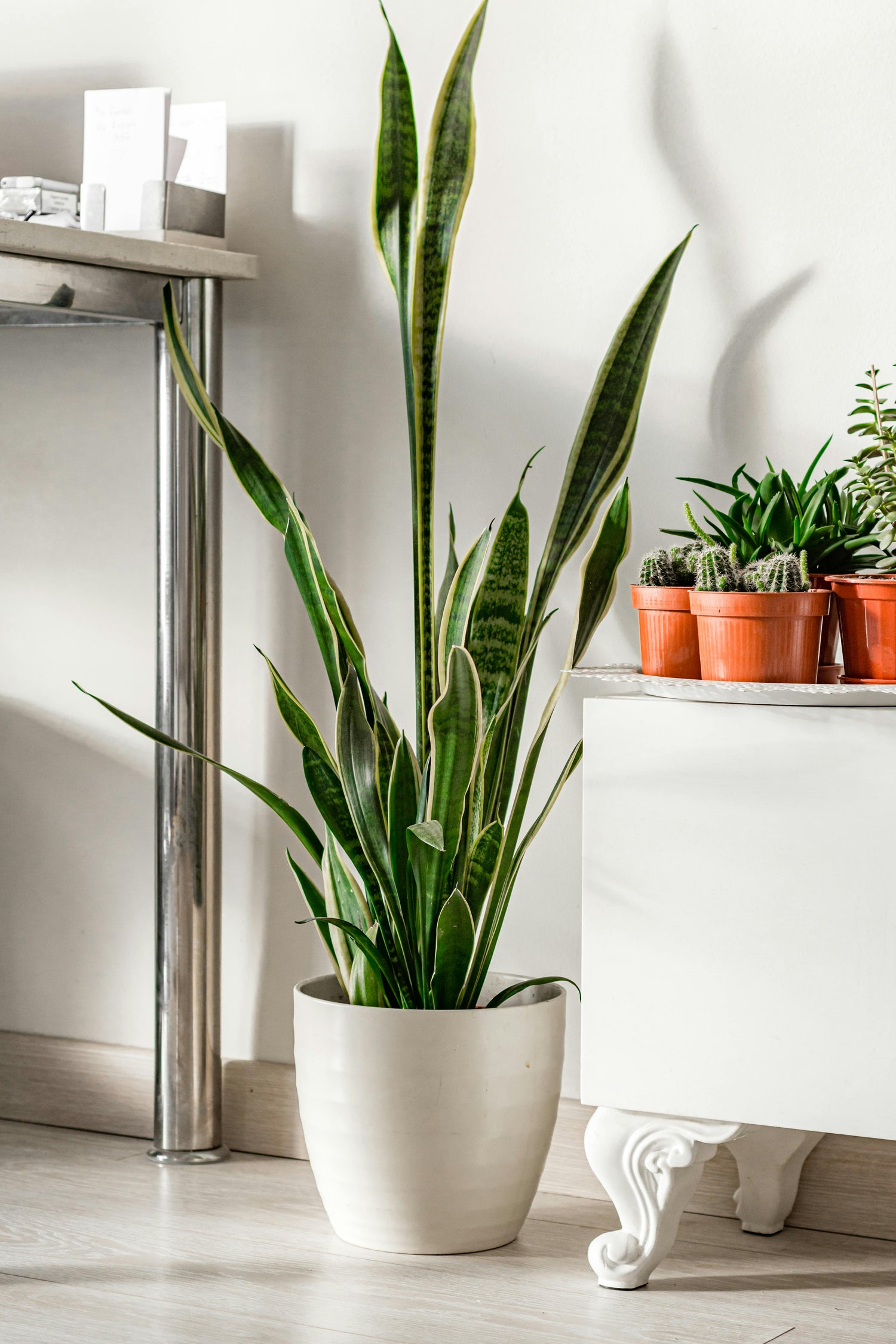 🌿 Sansevieria Laurentii (Lengua de Suegra)