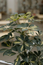 🌿 Schefflera arboricola