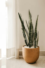 🌿 Sansevieria Zeylanica (Lengua de suegra)