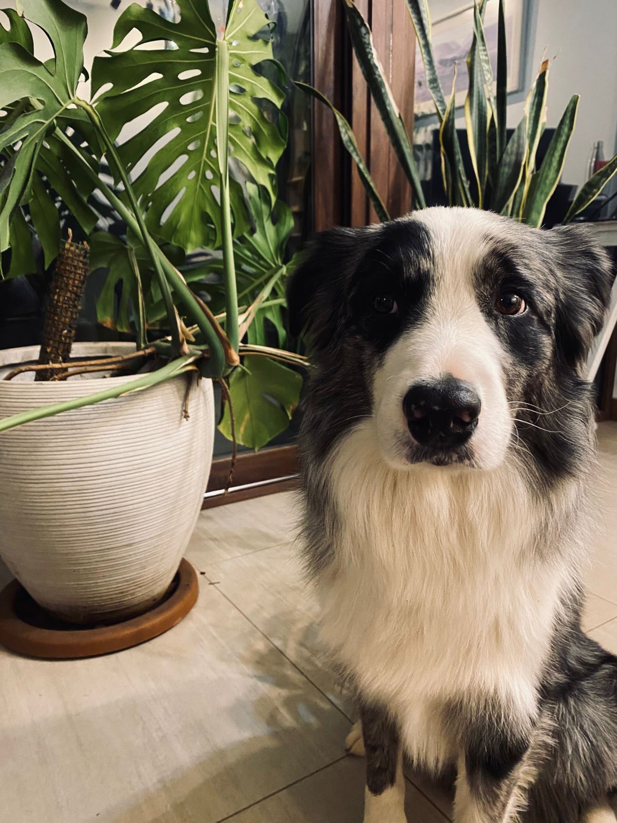 Plantas Pet-Friendly