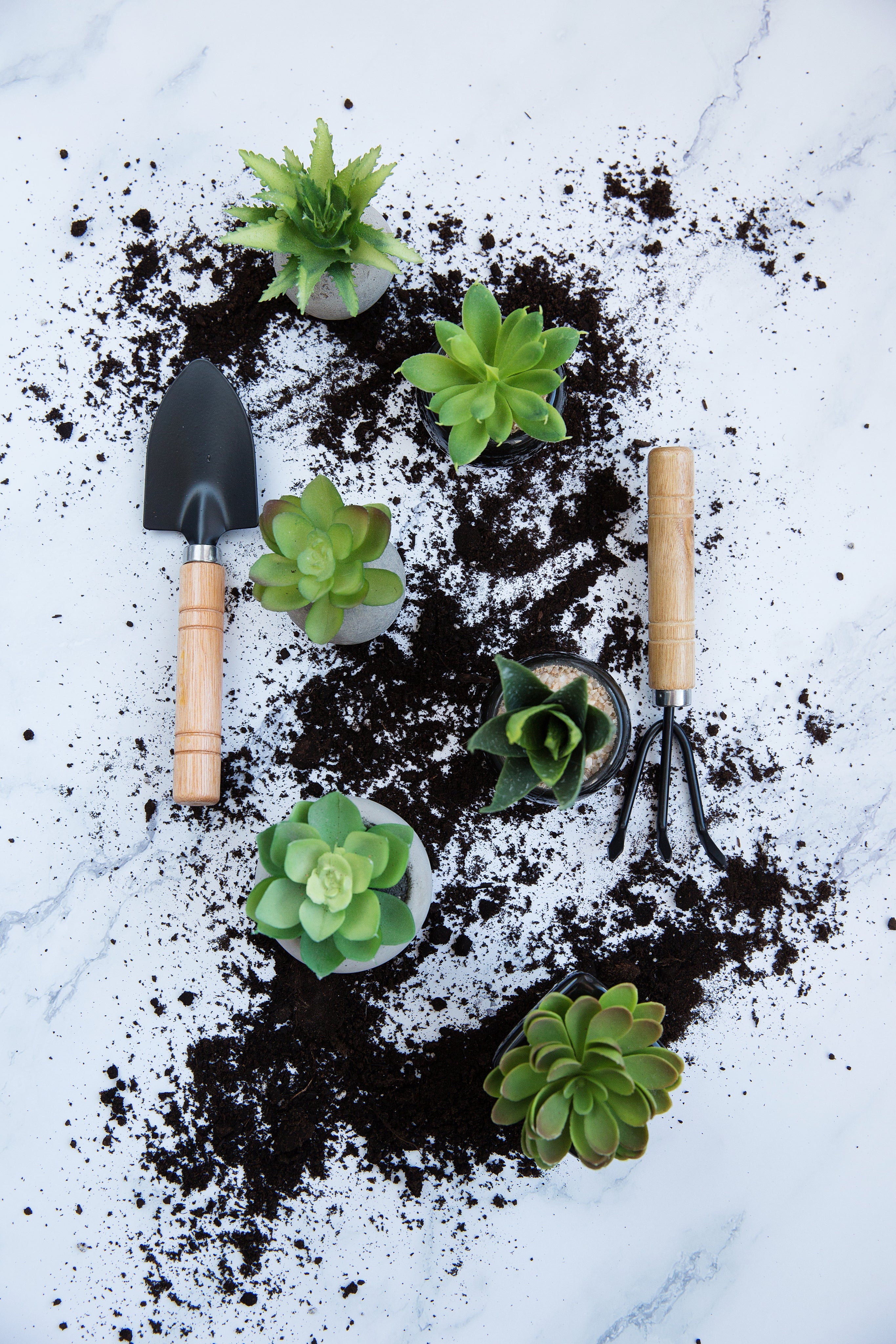 Todas las Plantas de Interior