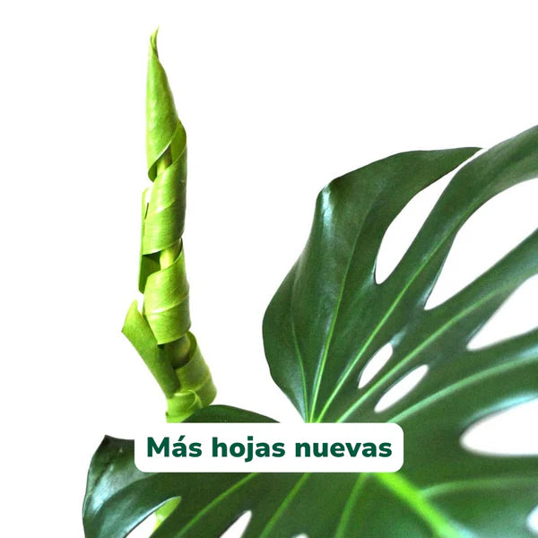 VitaliCal