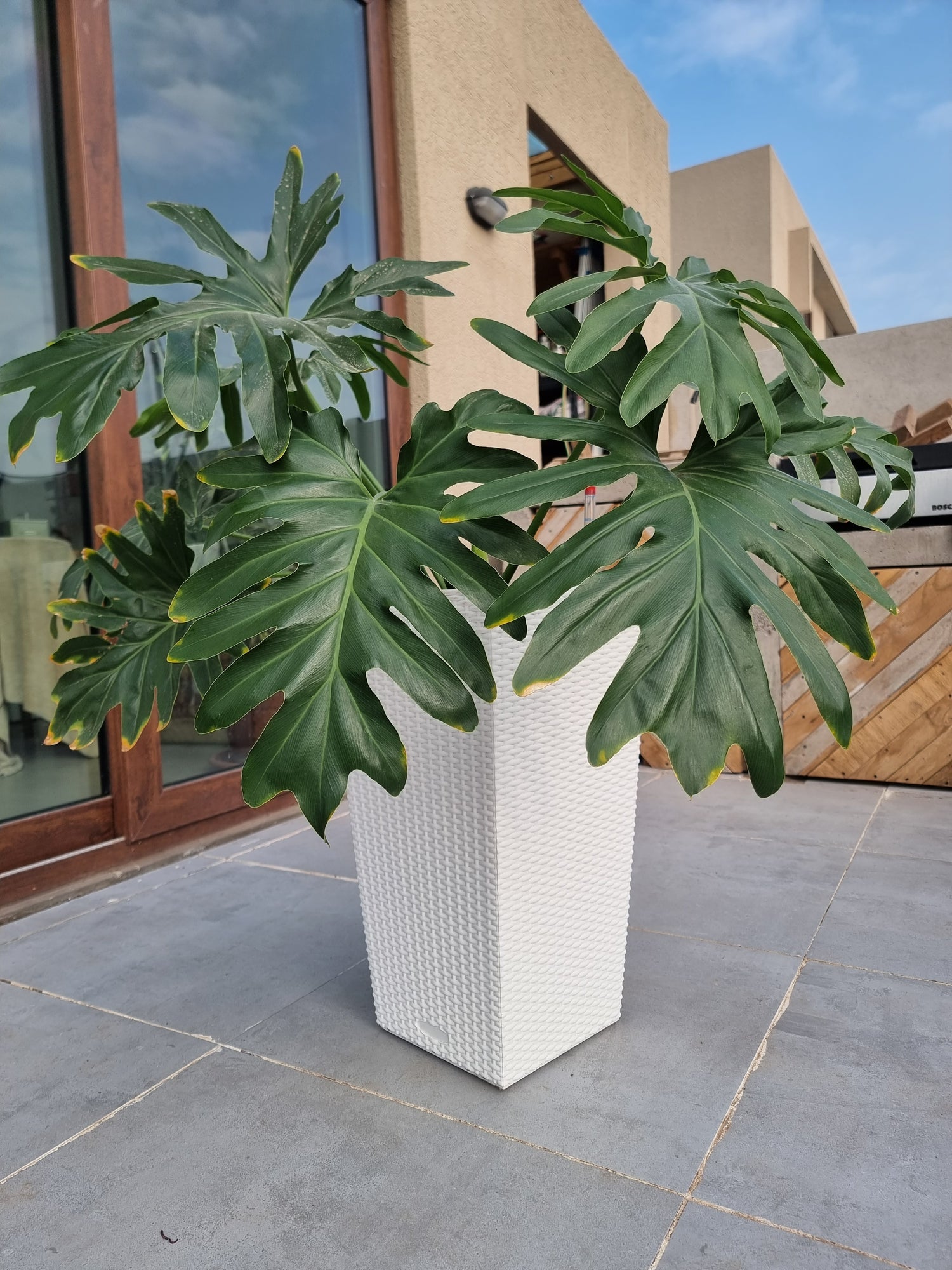 Macetero Autorregante estilo Rattan