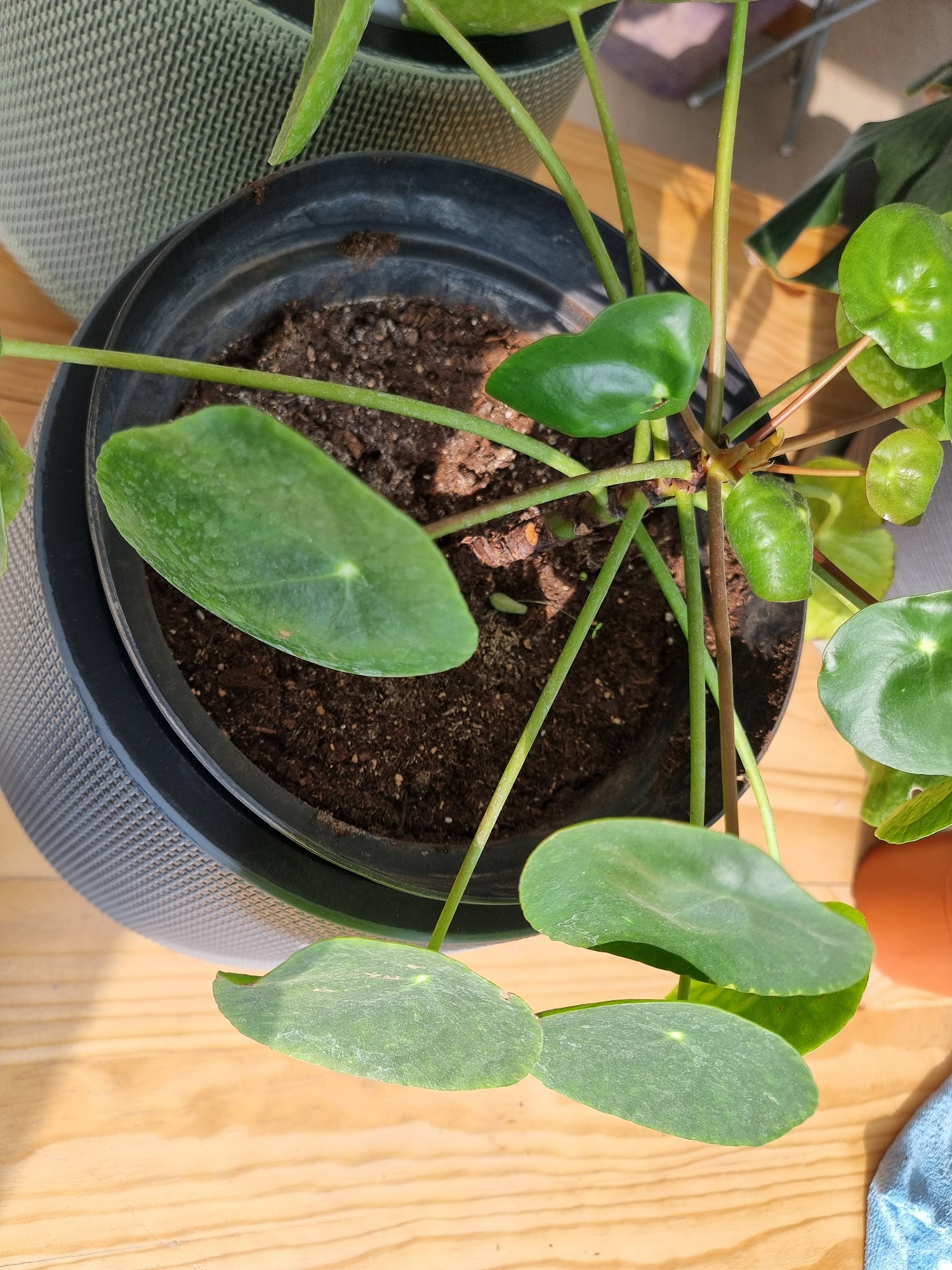 🌿 Peperomia cucharita