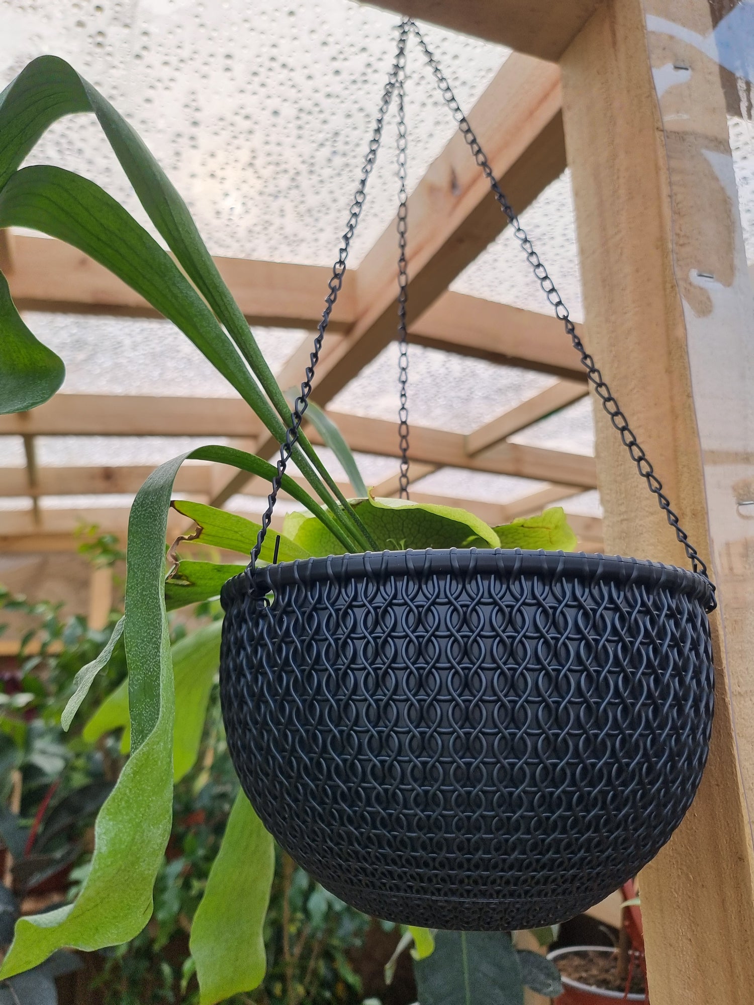 Macetero Colgante