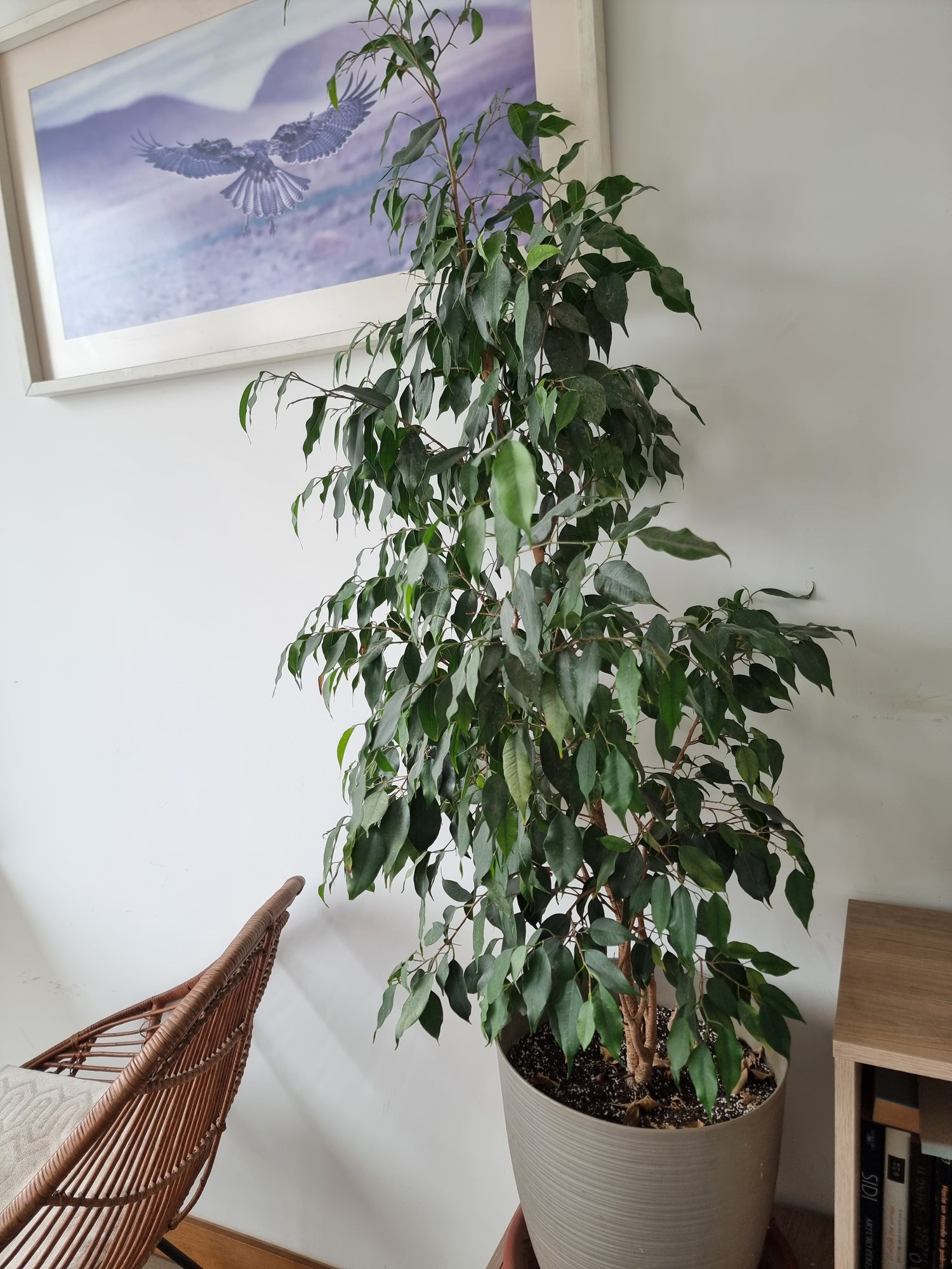 🌿 Ficus benjamina