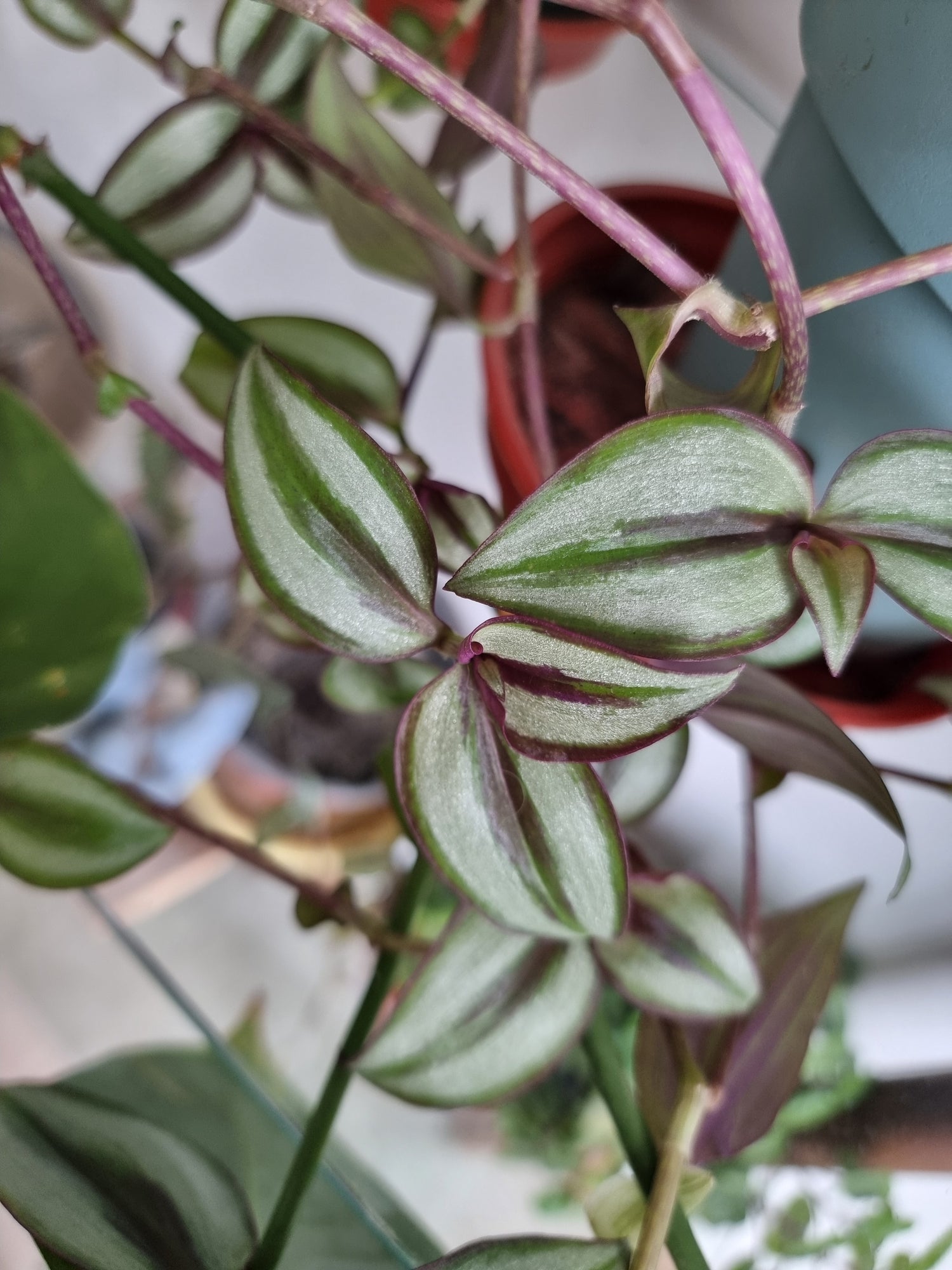 🌿 Tradescantia zebrina