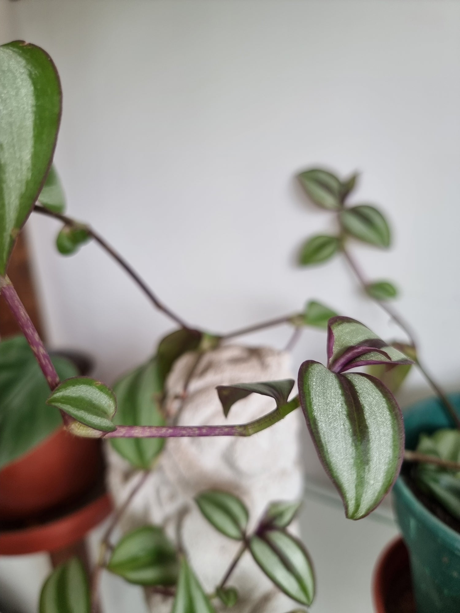 🌿 Tradescantia zebrina