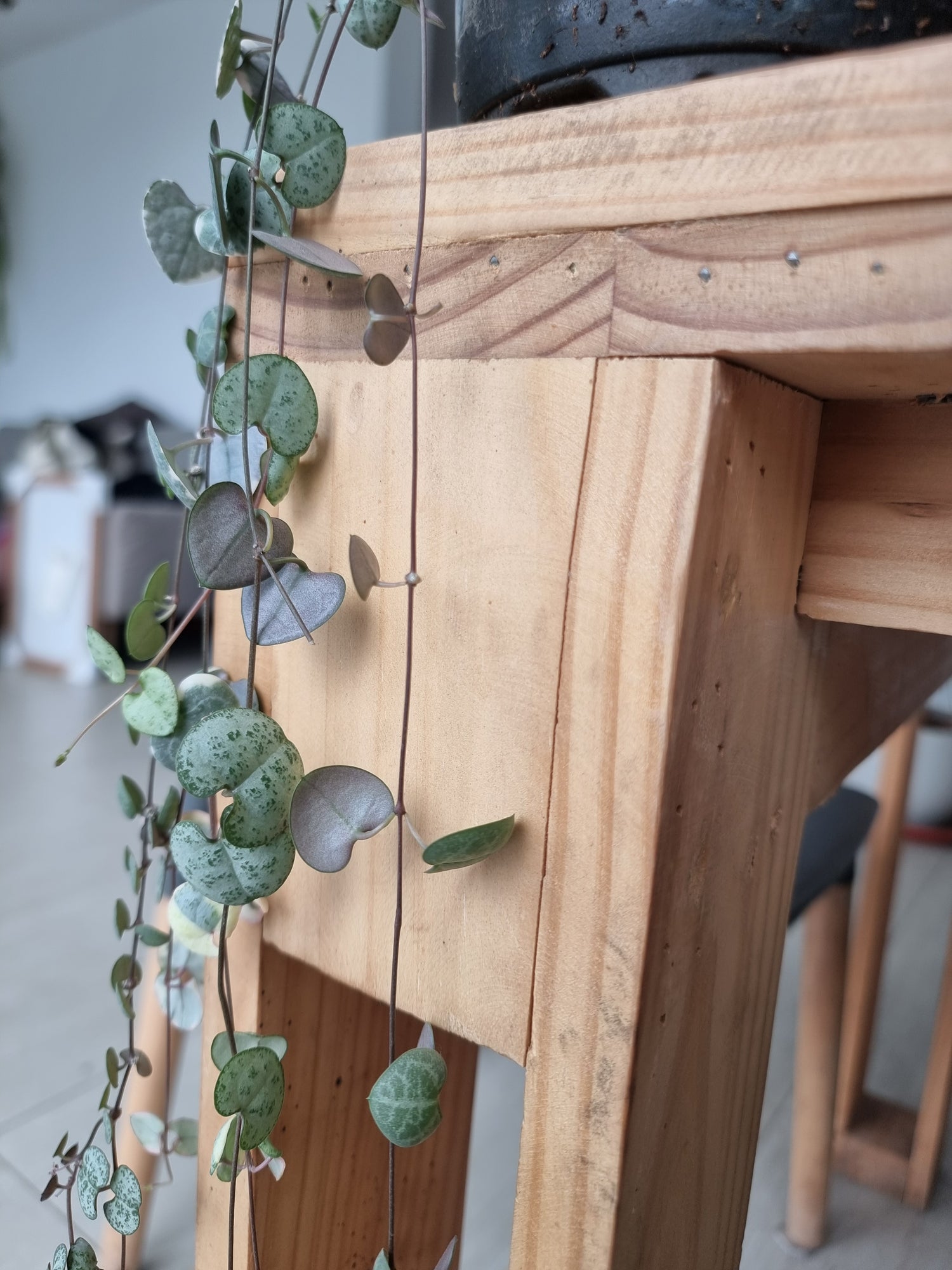 🌿 Ceropegia woodii