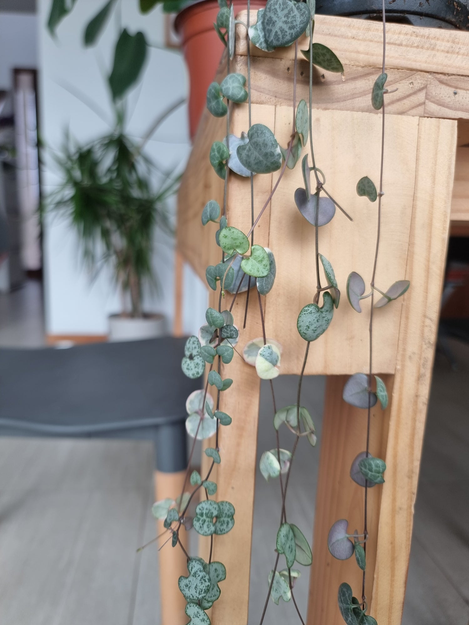 🌿 Ceropegia woodii
