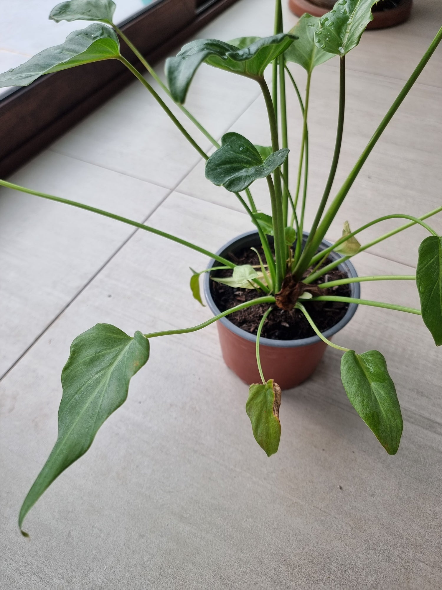 🌿 Philodendro Xanadu