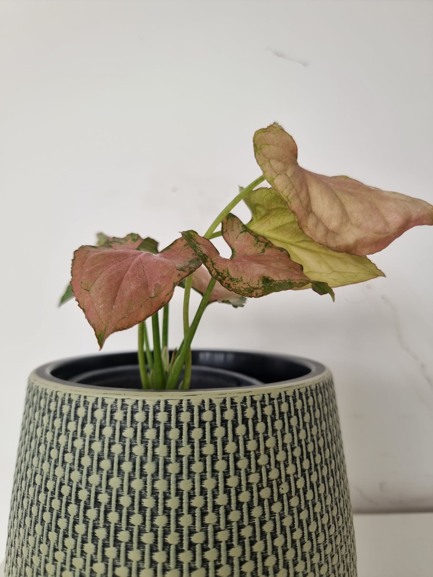 🌿 Singonio Pink Perfection