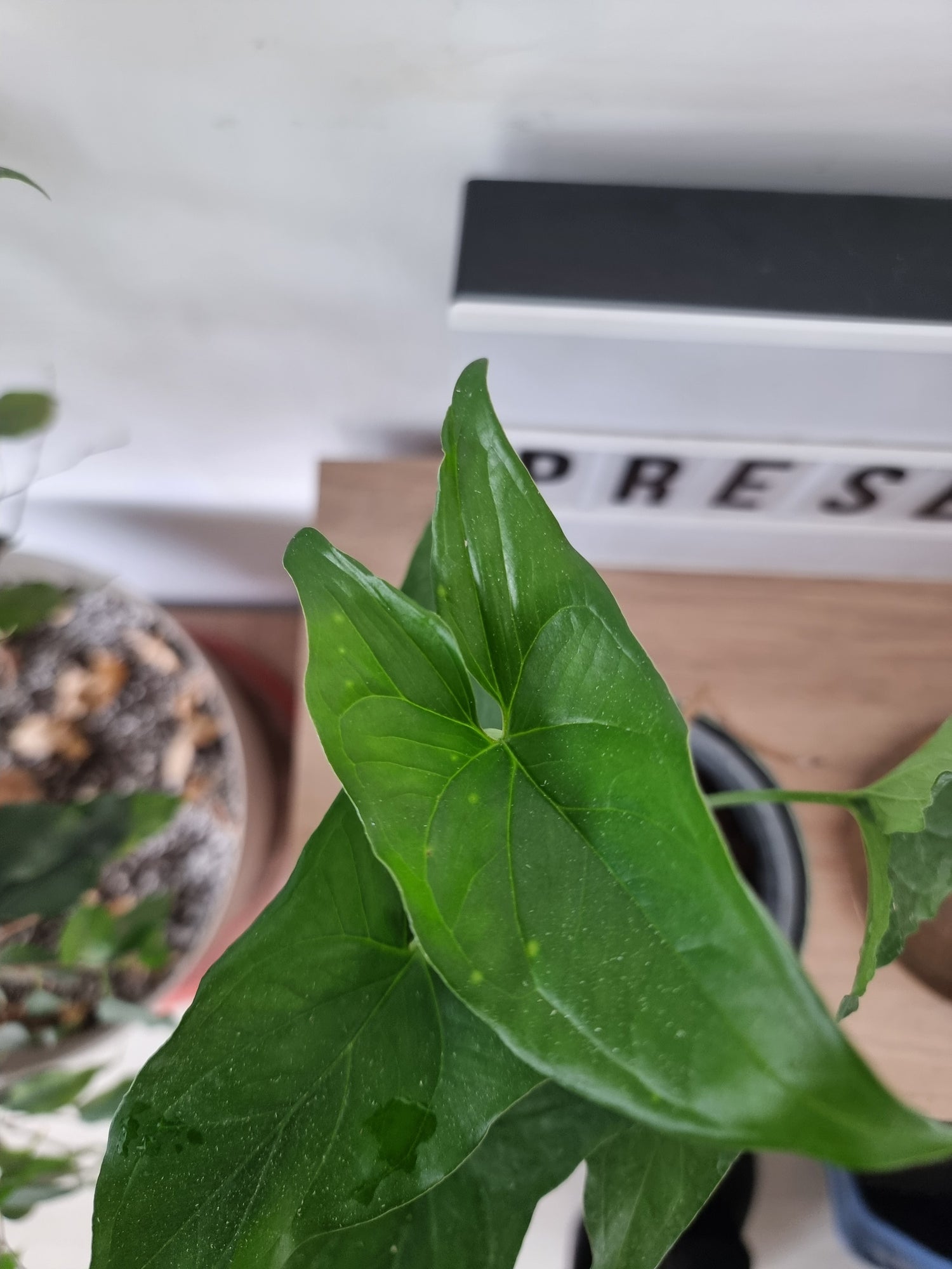 🌿 Singonio Verde
