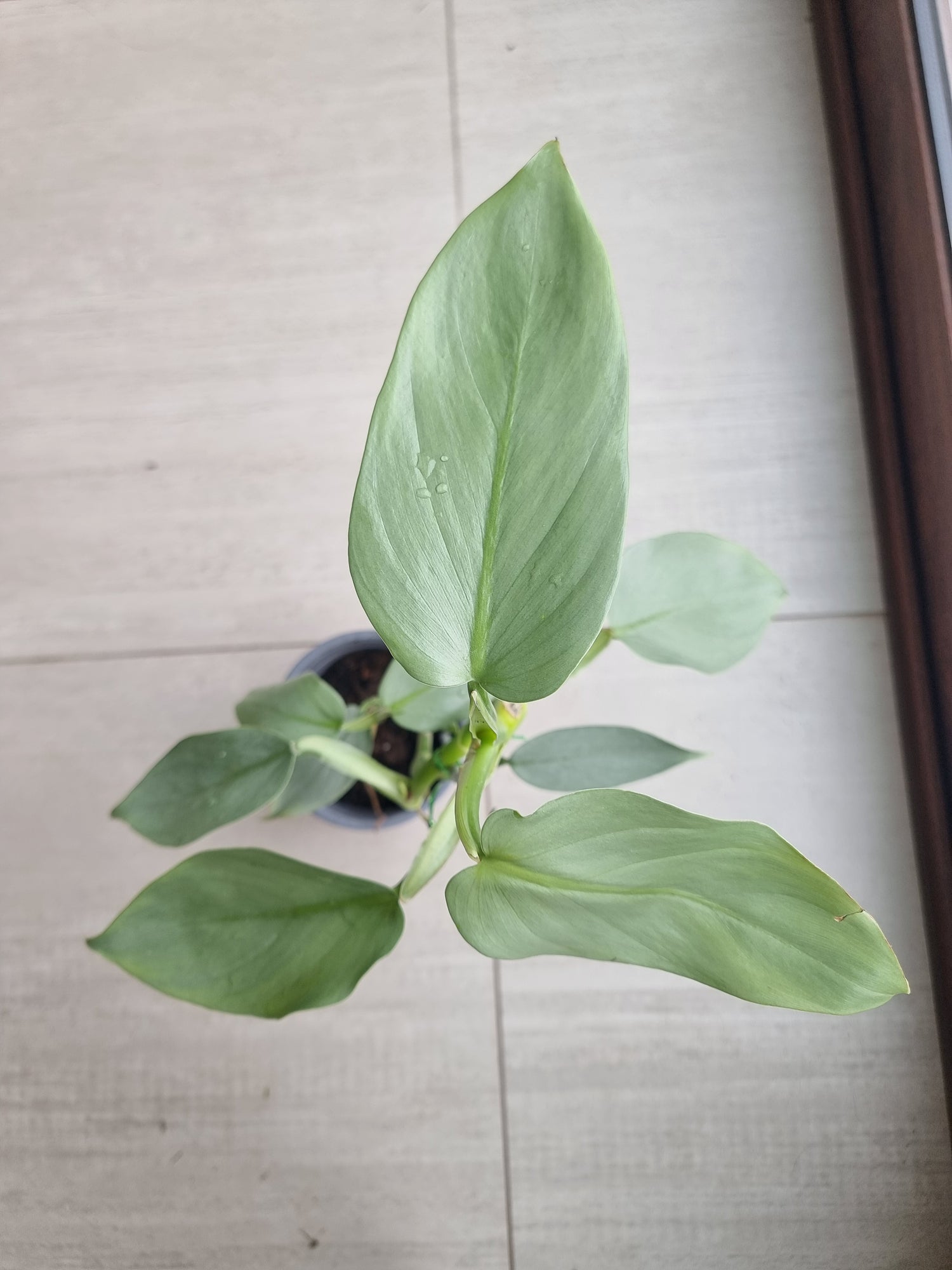 🌿 Philodendron Silver Sword