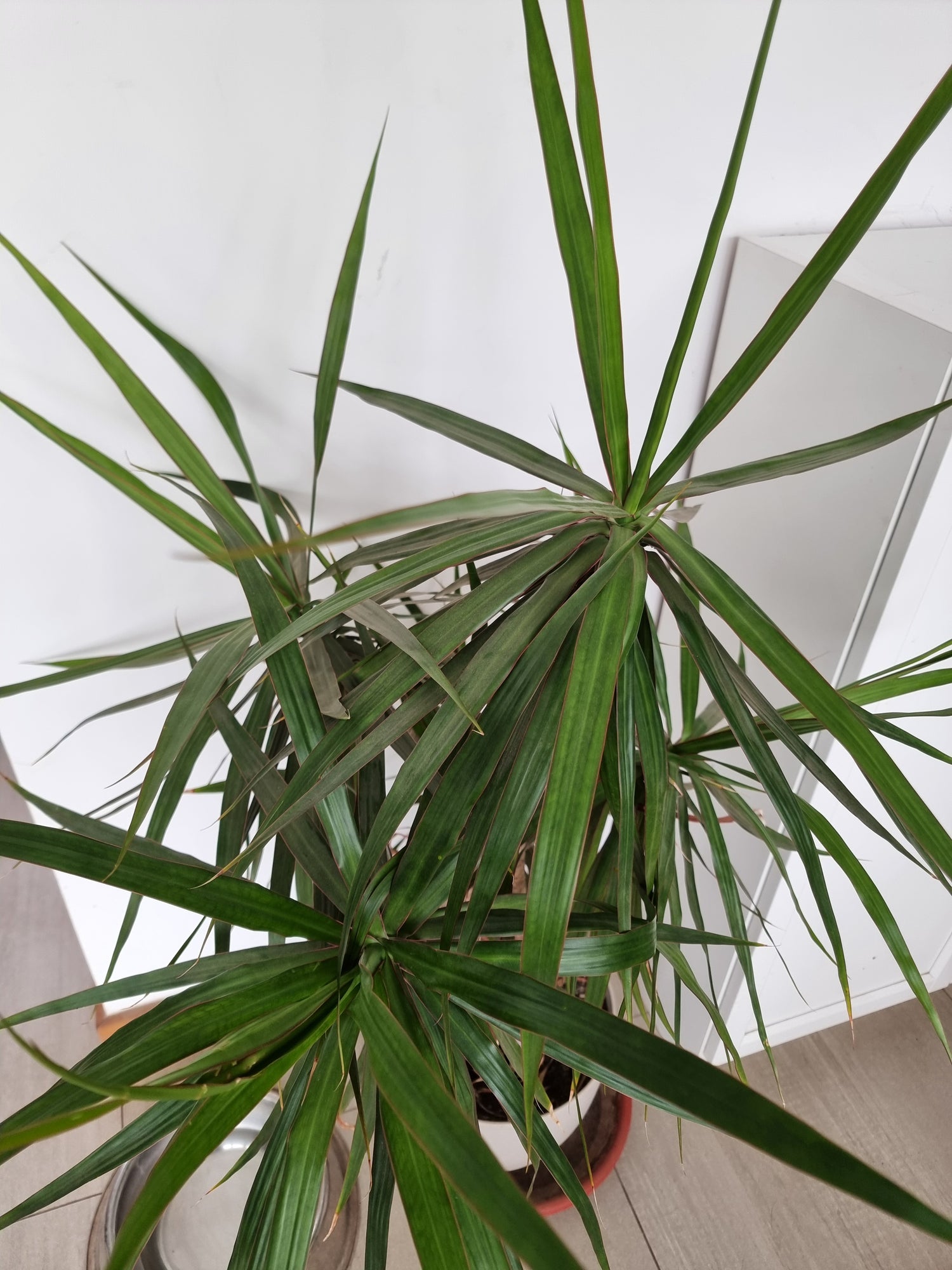 🌿 Dracena Marginada