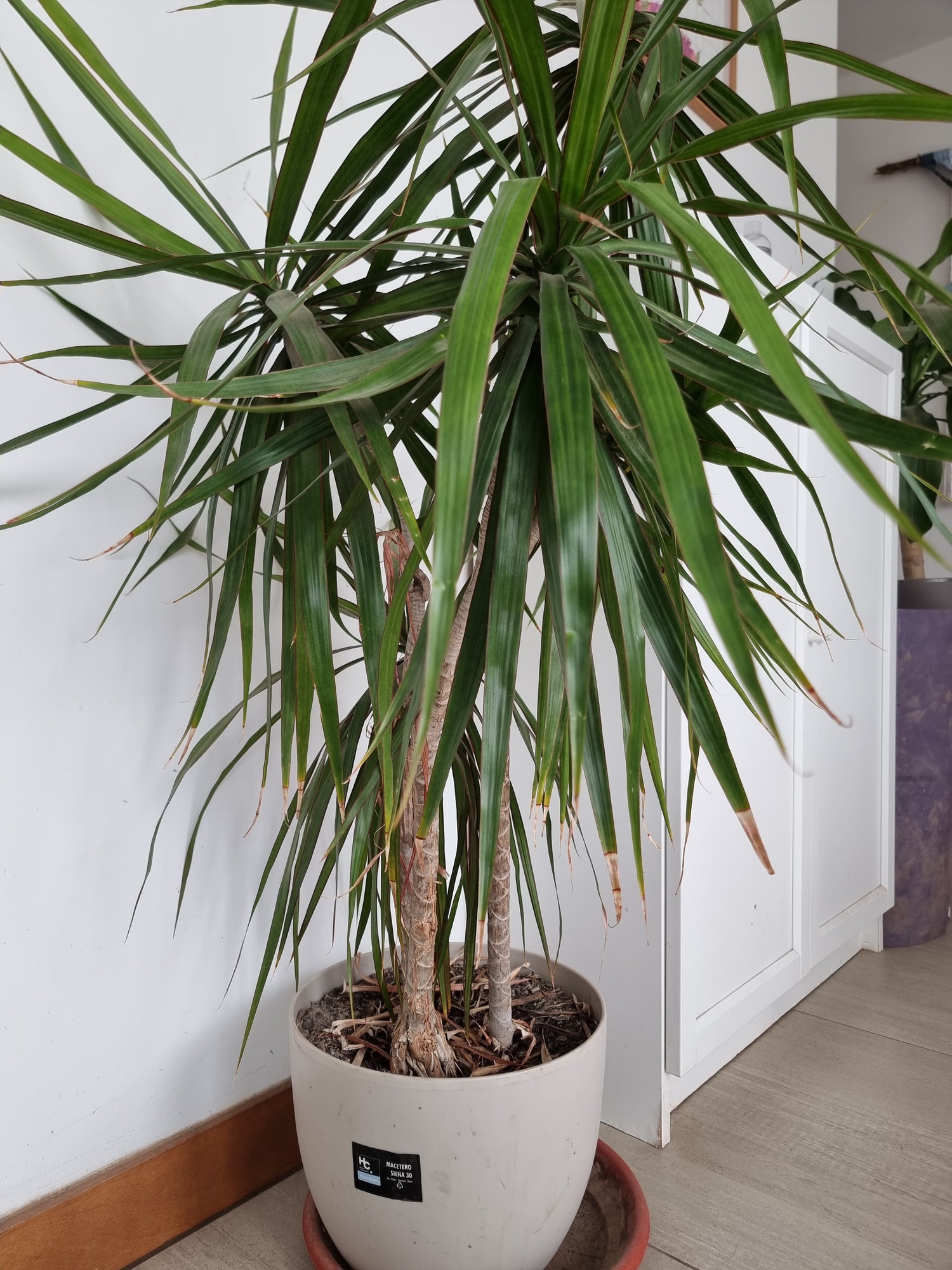 🌿 Dracena Marginada