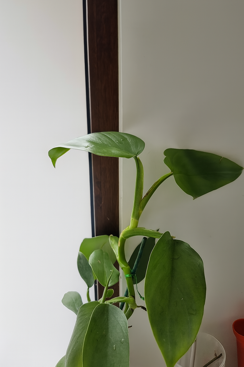 🌿 Philodendron Silver Sword