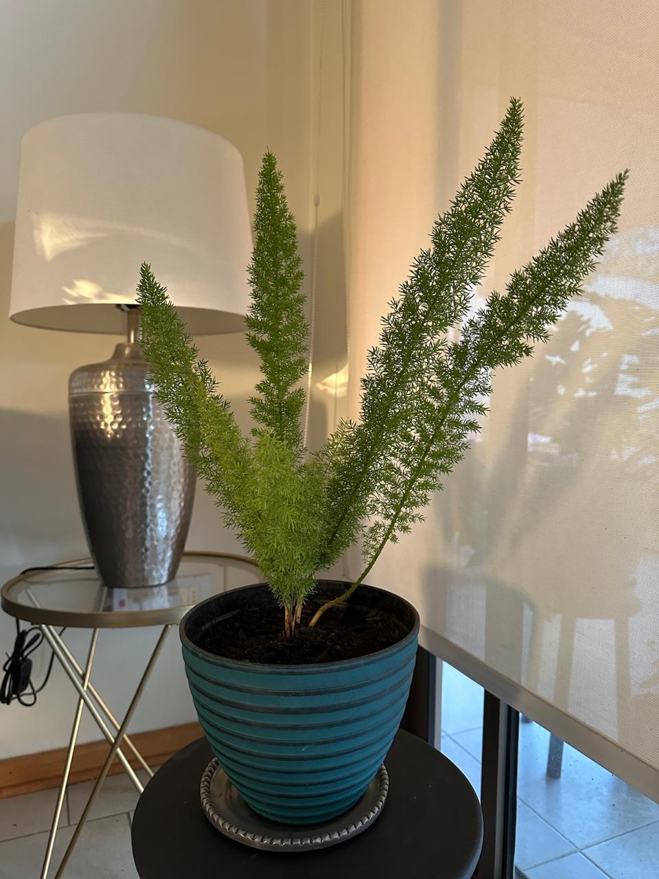 🌿 Helecho Cola de Zorro (Asparagus densiflorus 'Meyeri')