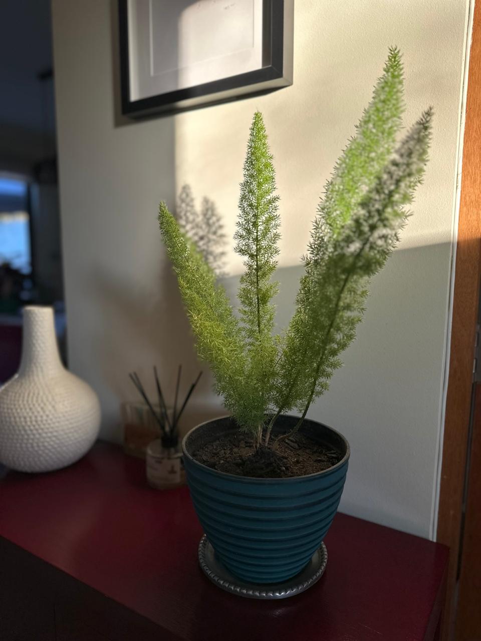 🌿 Helecho Cola de Zorro (Asparagus densiflorus 'Meyeri')