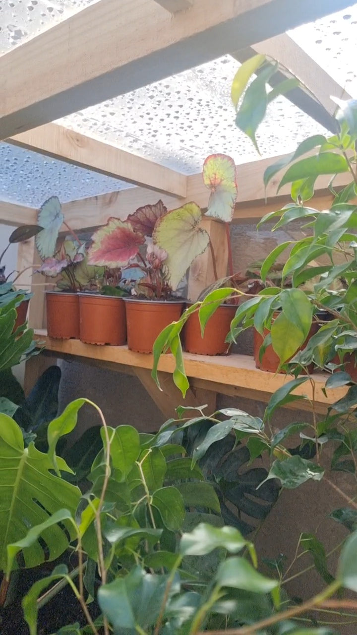 🌿 Begonia Rex