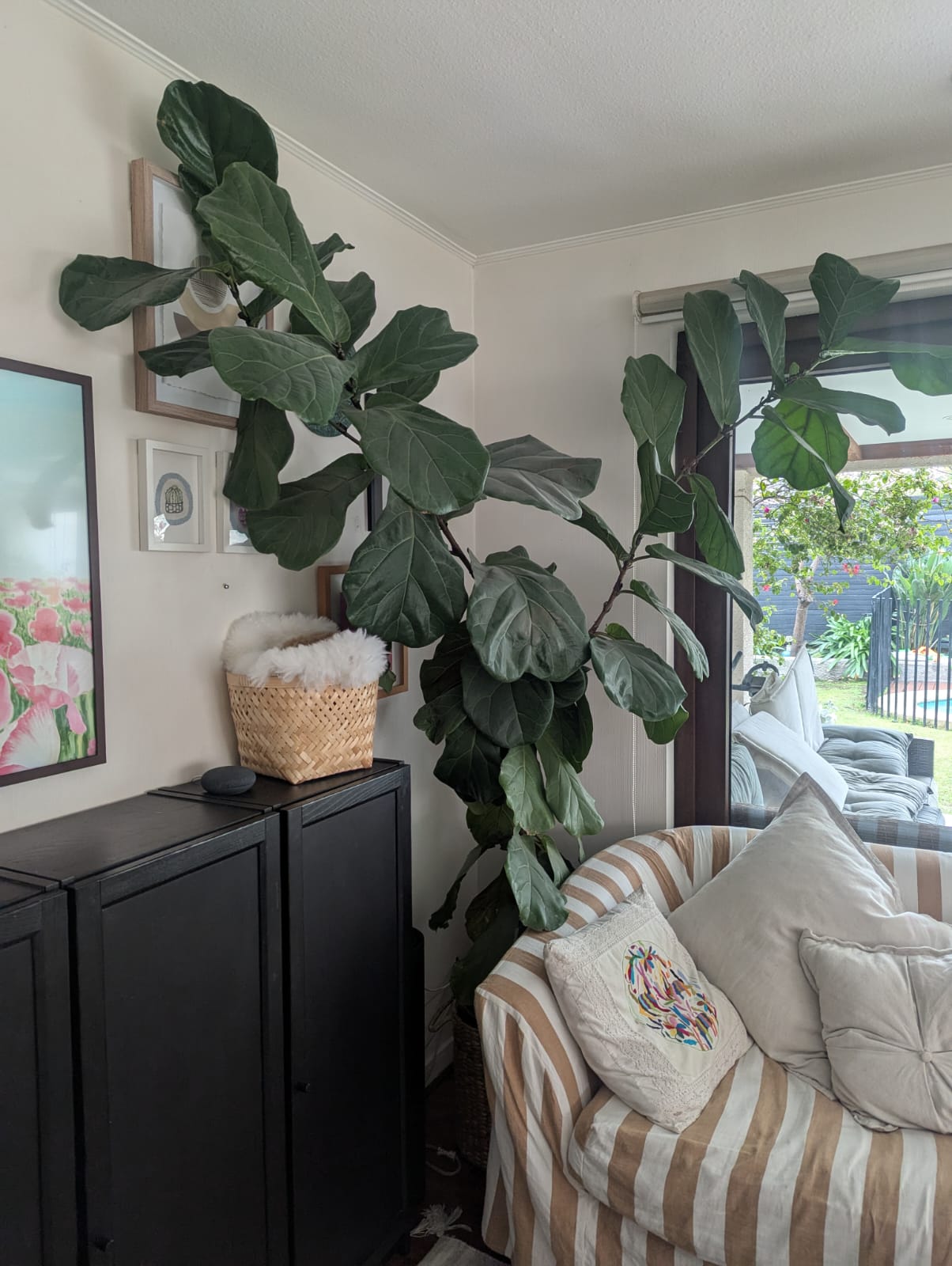 Ficus Lyrata XXL