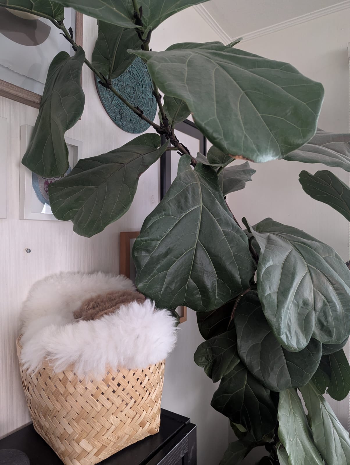 Ficus Lyrata XXL