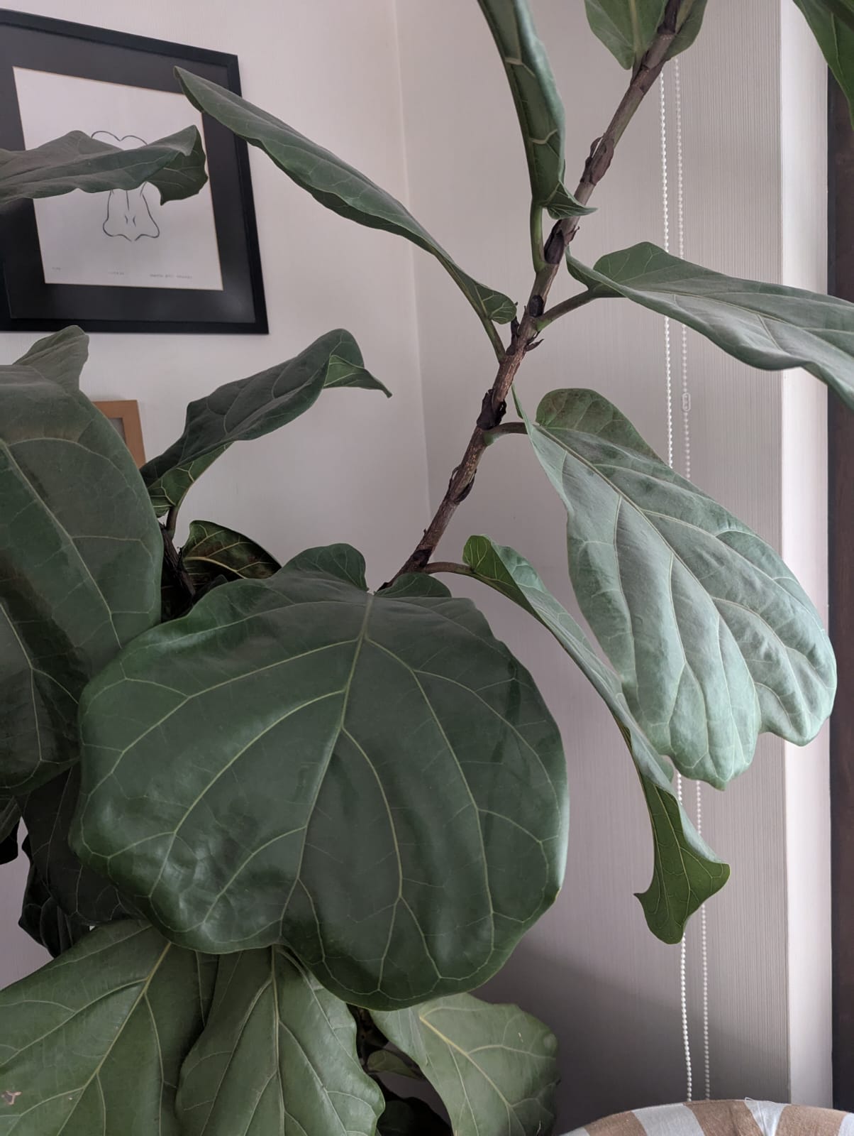 Ficus Lyrata XXL