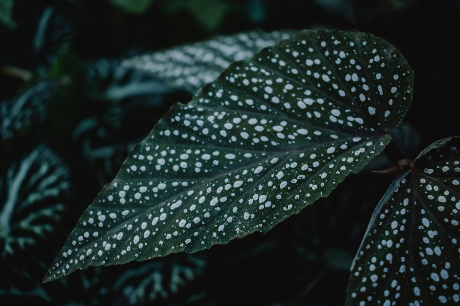 🌿 Begonia Coccinea (Ala de Ángel)