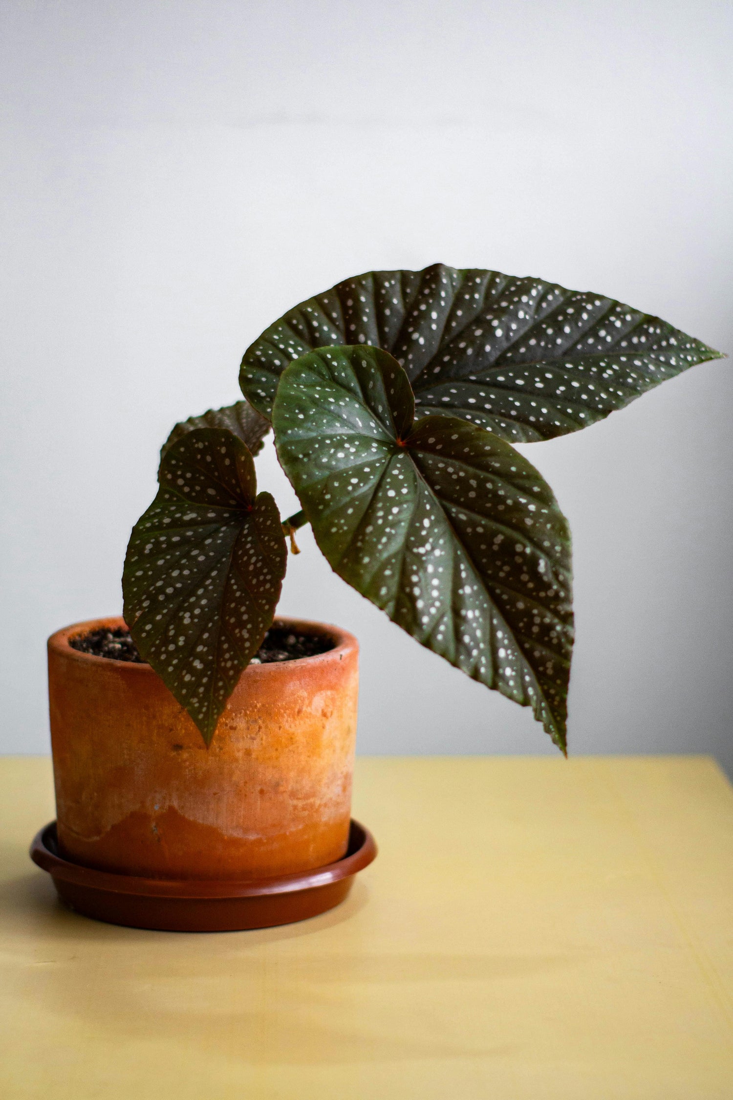 🌿 Begonia Coccinea (Ala de Ángel)