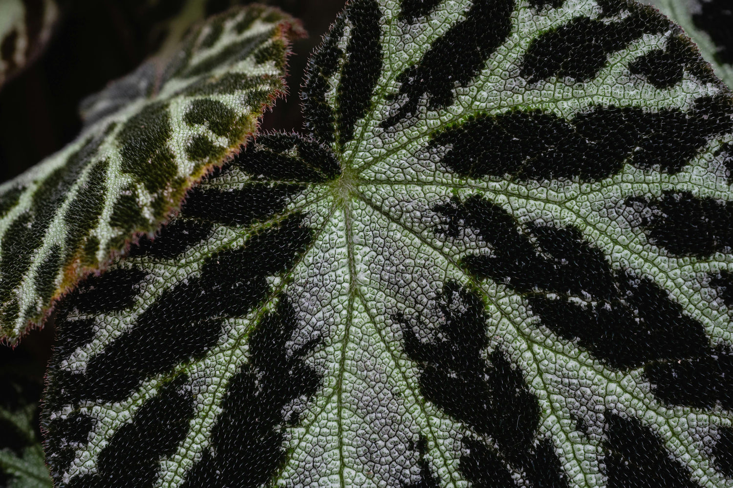 🌿 Begonia Solimutata (Cuerito de rana)