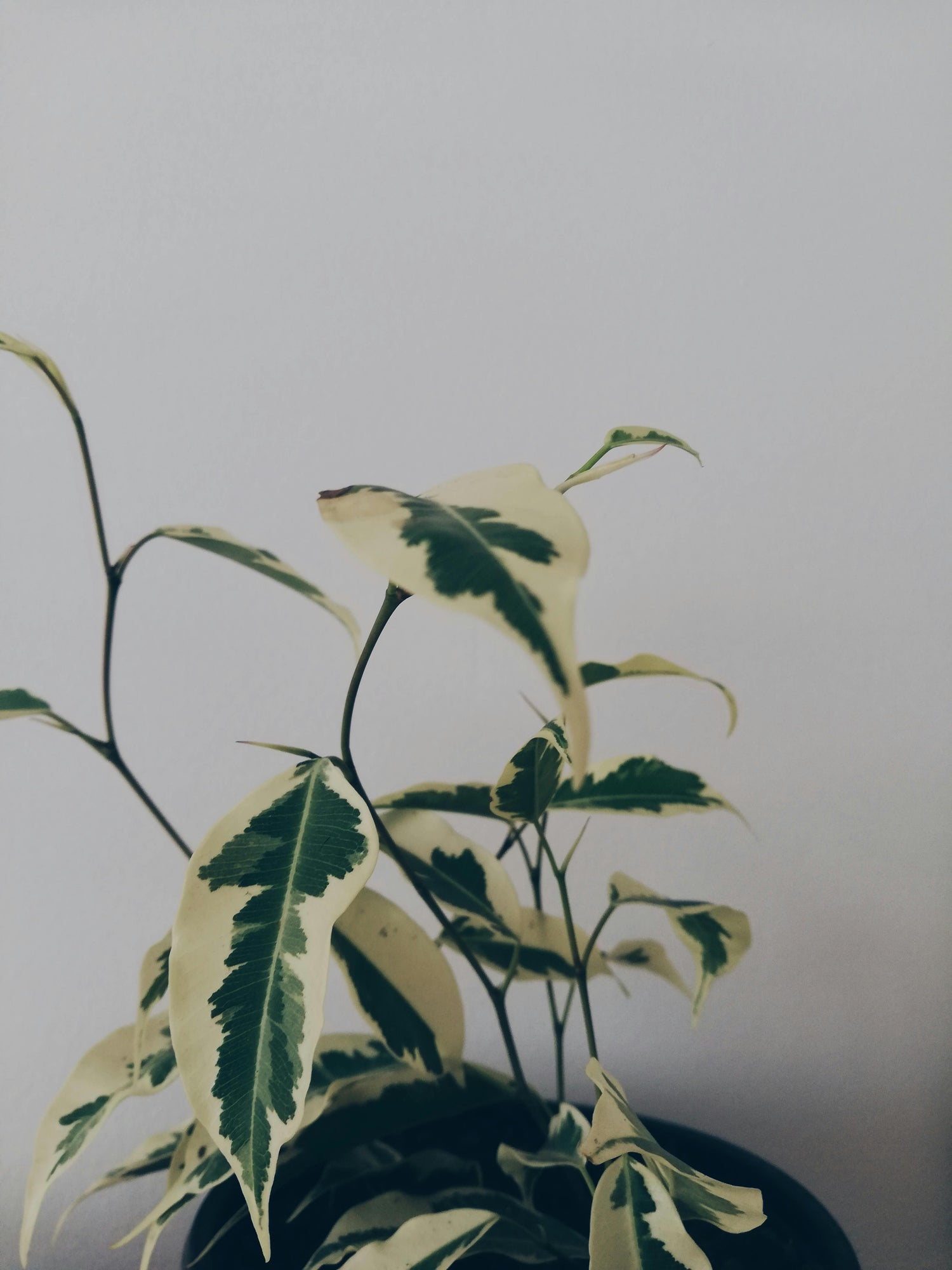 🌿 Ficus ‘Samantha’