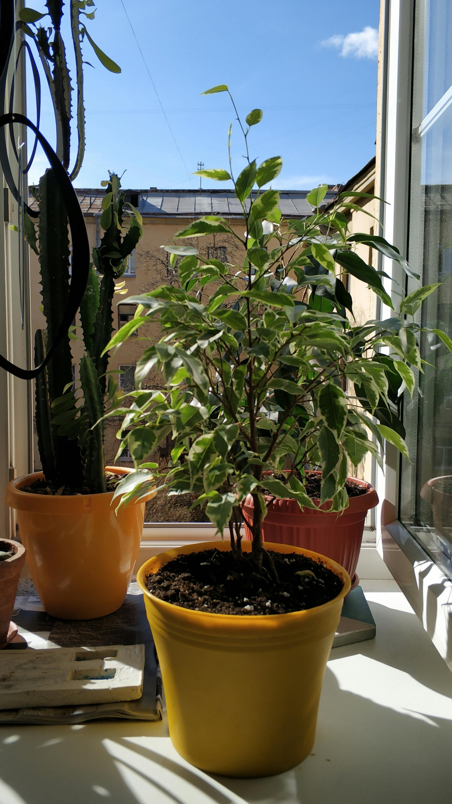 🌿 Ficus ‘Samantha’