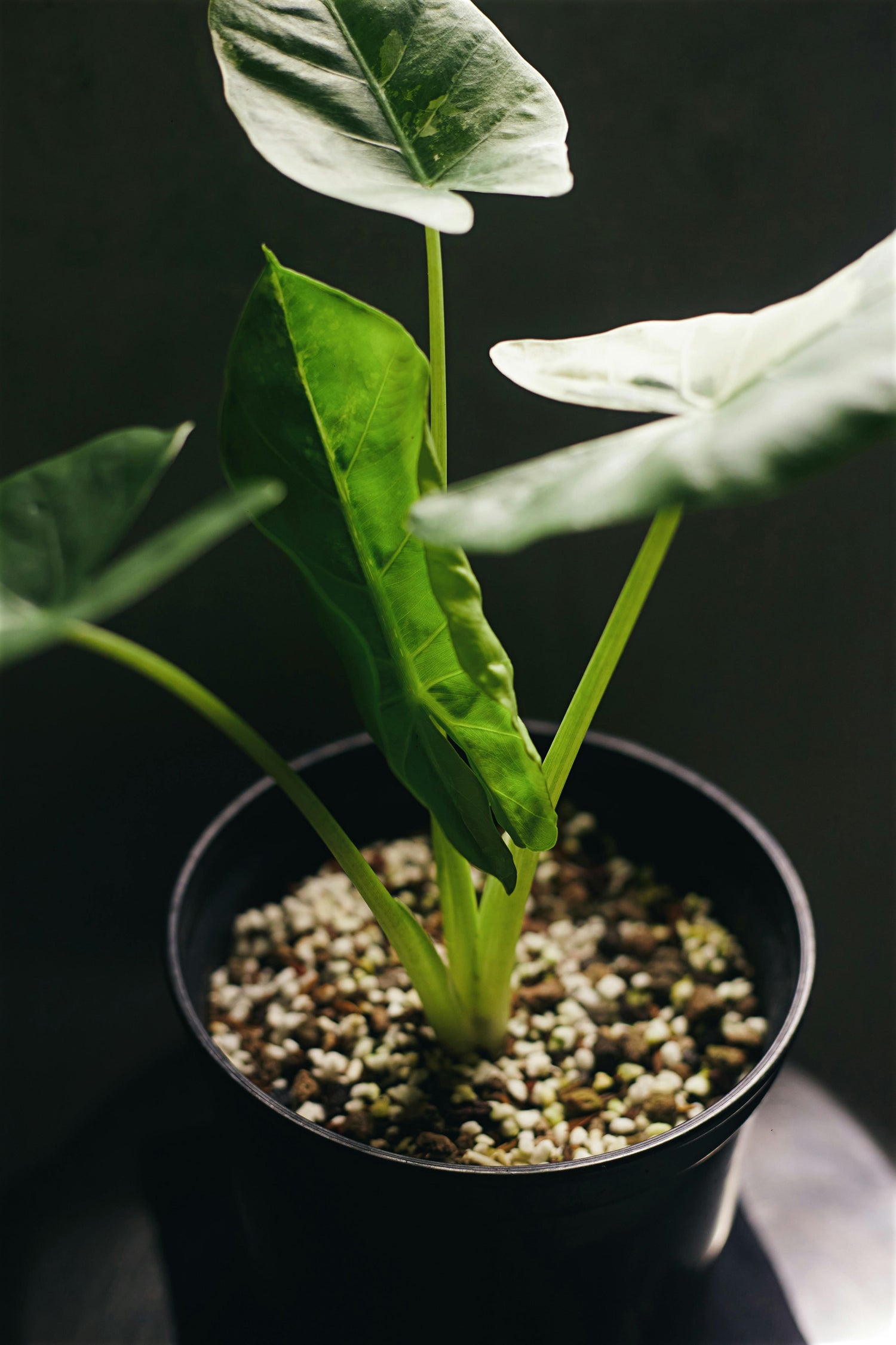 🌿 Philodendro longifolio