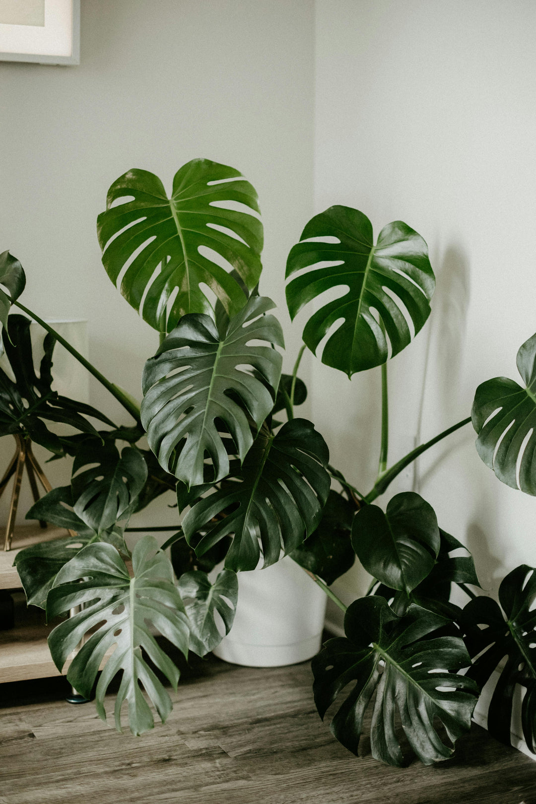 🌿 Monstera Deliciosa