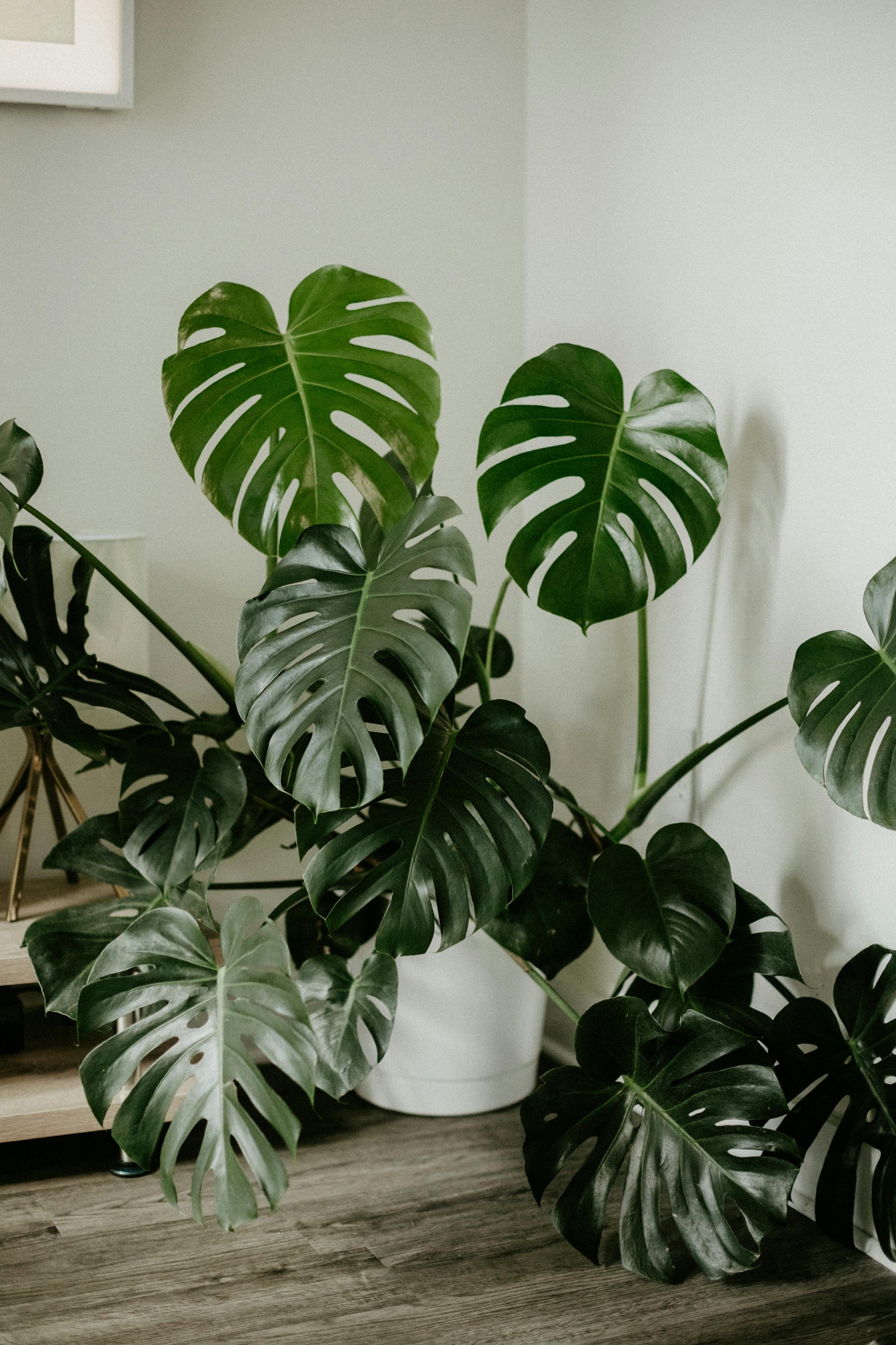 🌿 Monstera Deliciosa